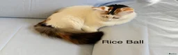Mixed Breed cats for sale: Bobtail and Ragdoll mixed - Advert 8