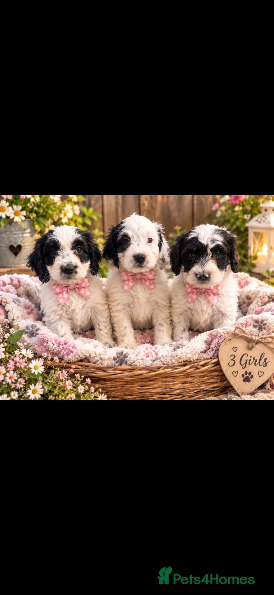Cockapoo dogs Ready2leave bitches and dog still available 🩷🩵 - Advert 1
