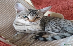 Savannah cats for sale: F5 Full Pedigree Tica Registered Girl Kitten - Image 13