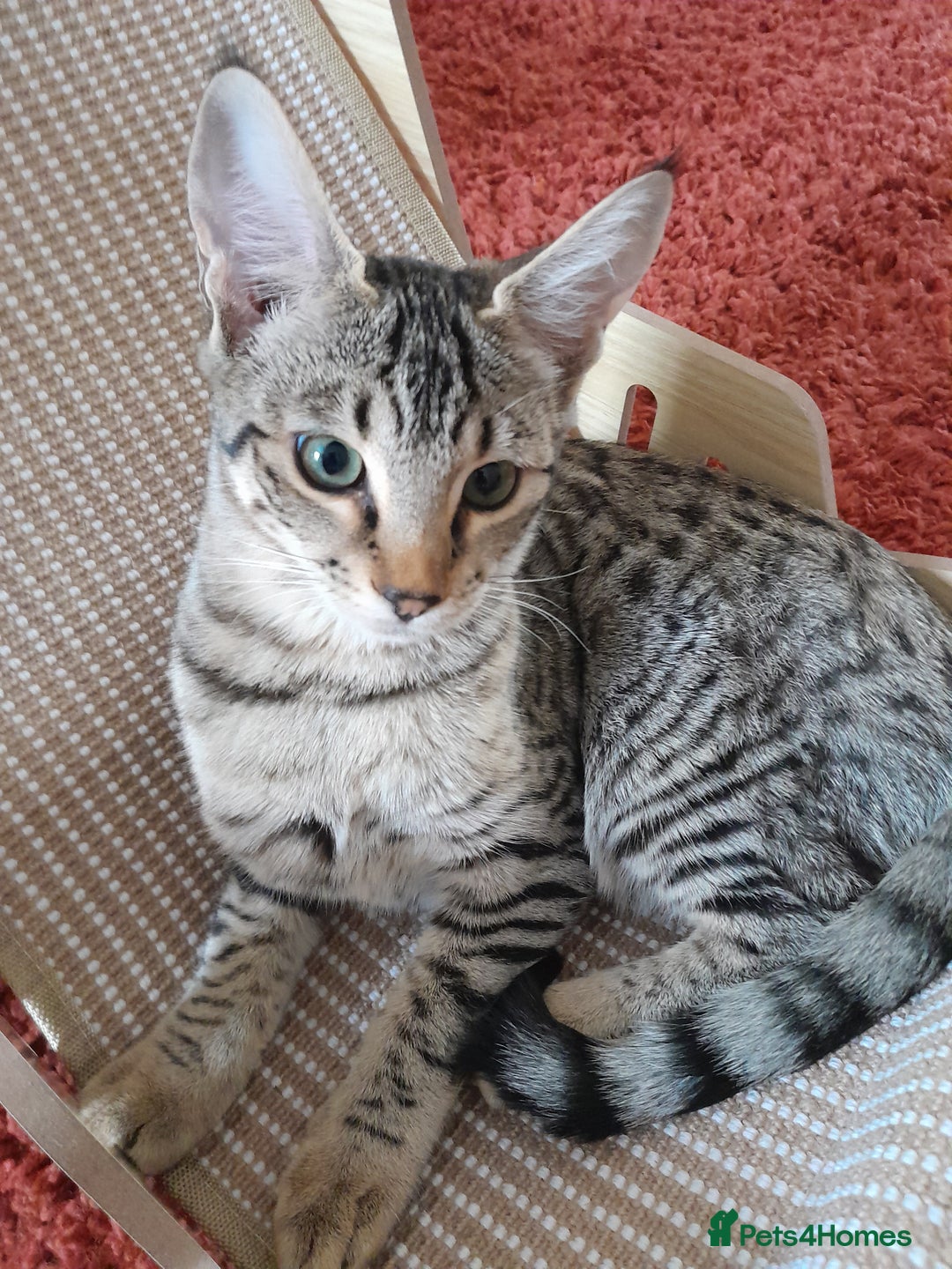 Savannah cats for sale: F5 Full Pedigree Tica Registered Girl Kitten - Image 13