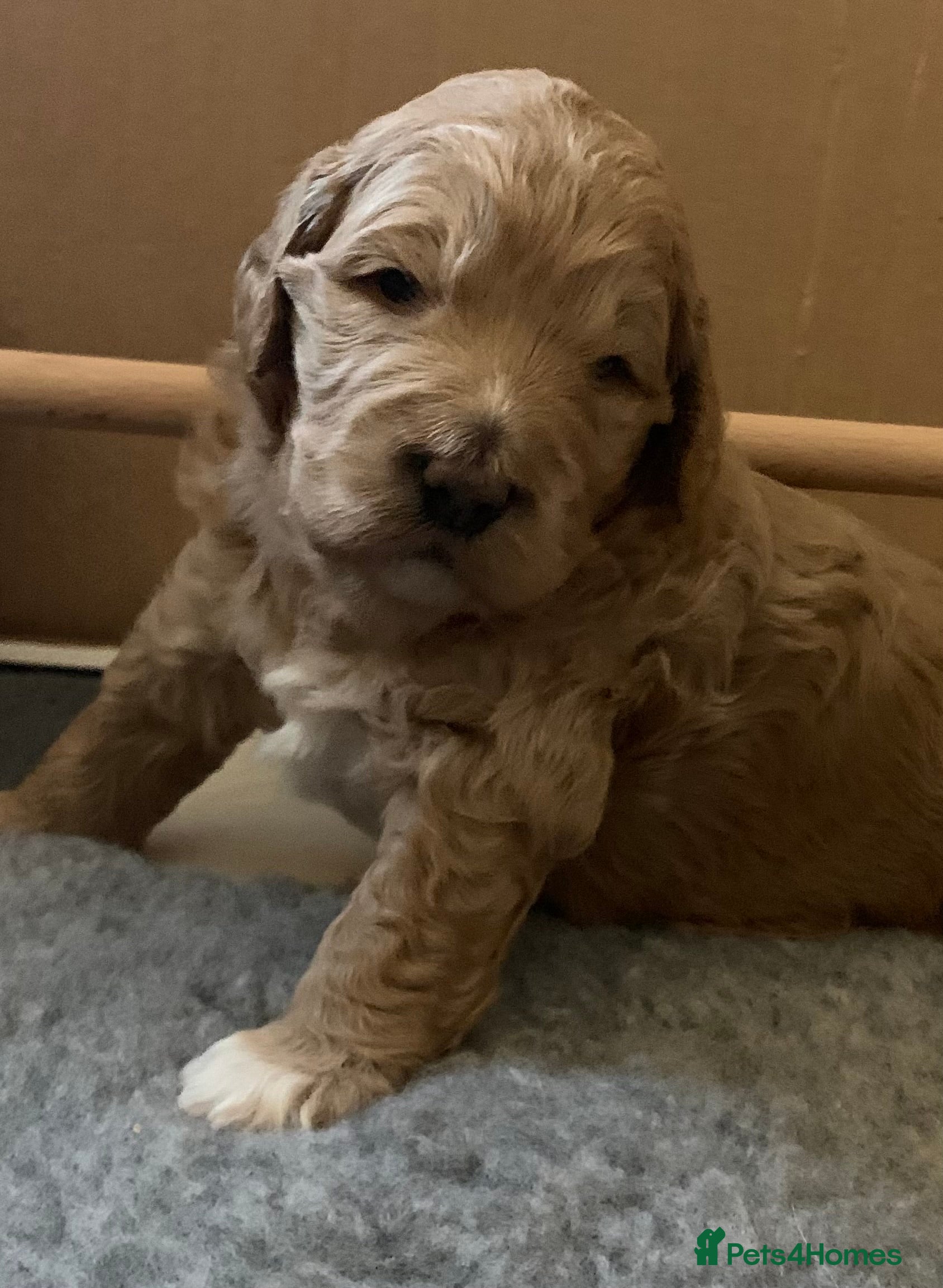 Goldendoodle dogs Goldendoodle/double doodle - Advert 1