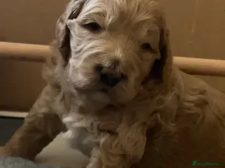 Goldendoodle dogs Goldendoodle/double doodle - Advert 1