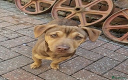 Jack Russell dogs for sale: Jack Russell from Muchwenlock line - Image 6