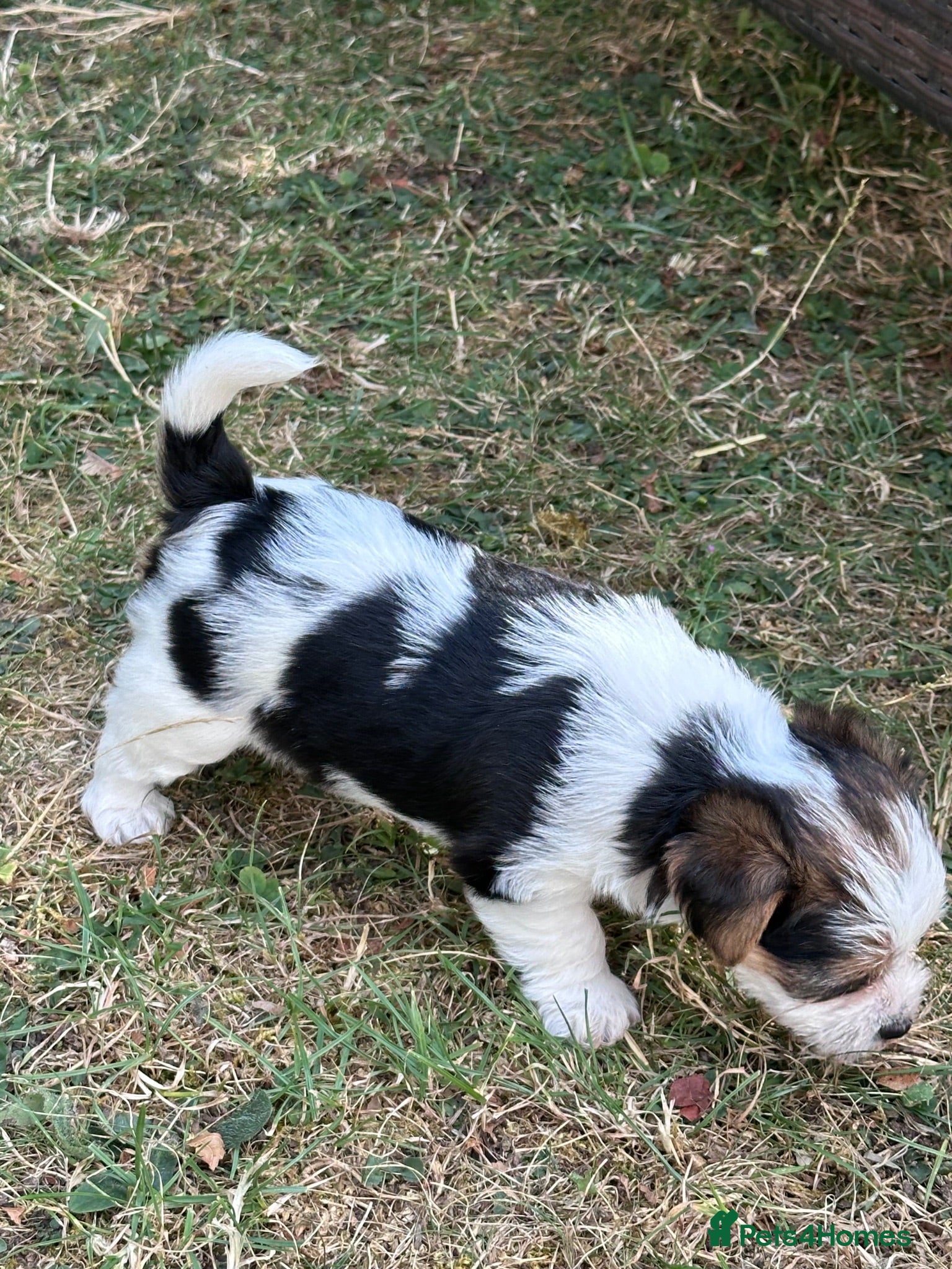 Mixed Breed dogs Jack Russell x Biewer Terrier Puppies  - Advert 1