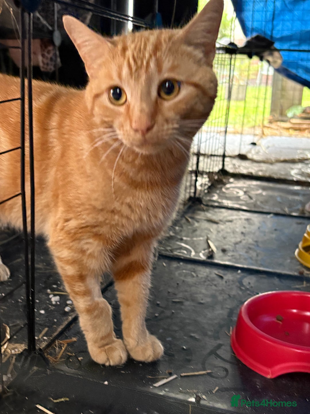 Domestic Shorthair cats for sale: Rimber and simba, our ginger rescues 🧡 - Image 2