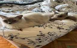 Ragdoll cats for sale: Beautiful chunky ragdoll Kitten - Image 3