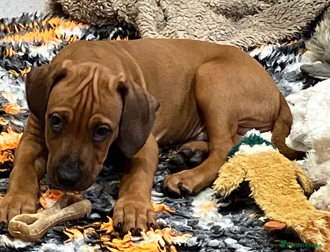 Rhodesian Ridgeback dogs for sale: *1 FRIENDLY, LOVING BOY LEFT*READY TO TAKE HOME - Advert 3