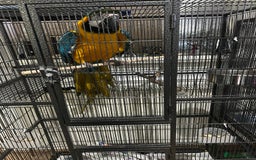 Macaws birds for sale: Beautiful macaw  - Image 1