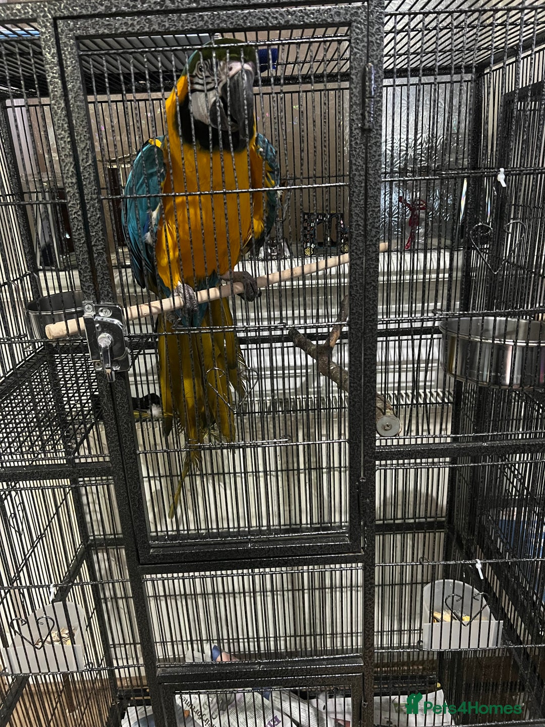 Macaws birds for sale: Beautiful macaw  - Image 1