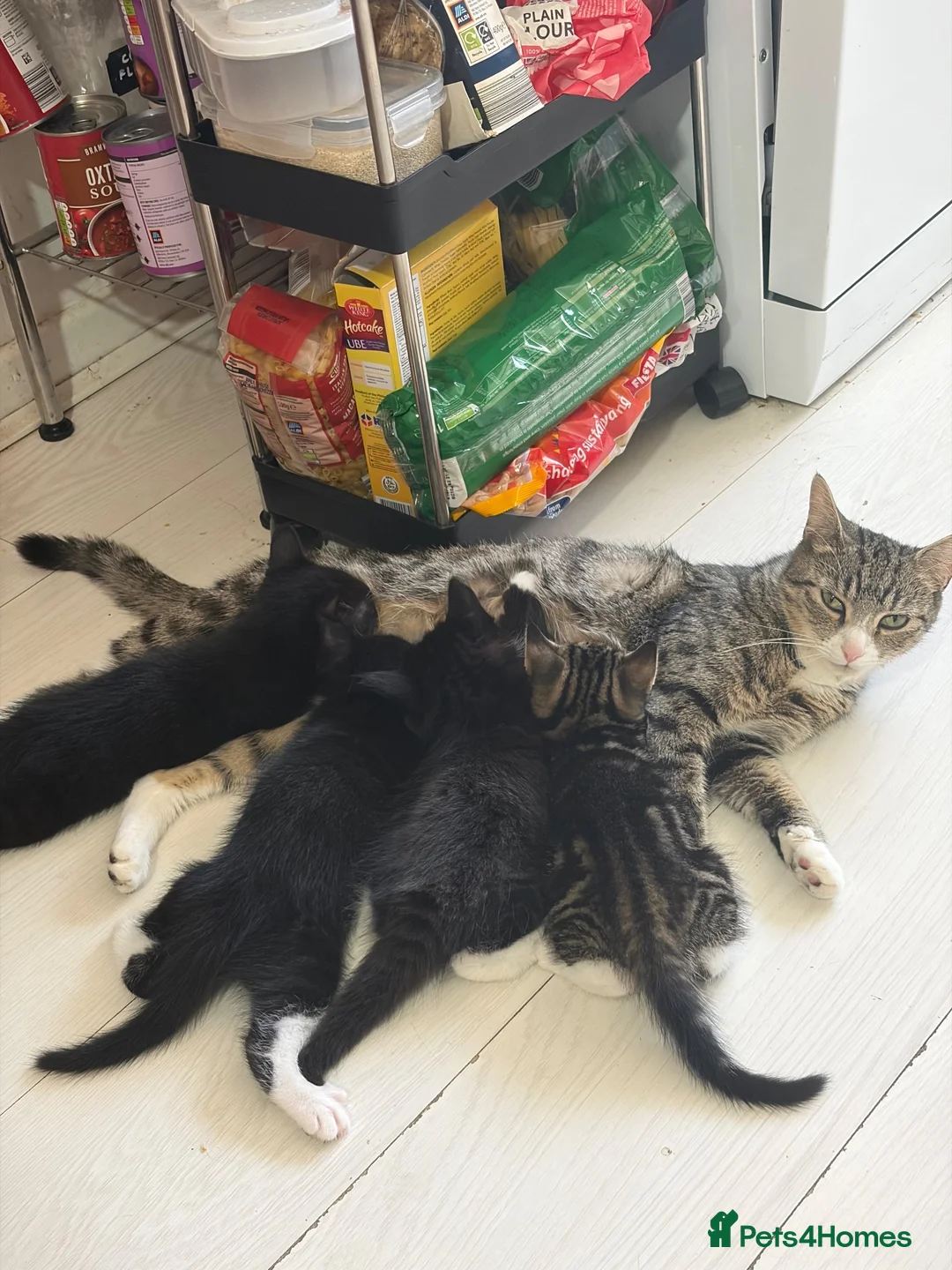 Mixed Breed cats for sale: 10 weeks old Mixed Breed Kittens - Advert 2