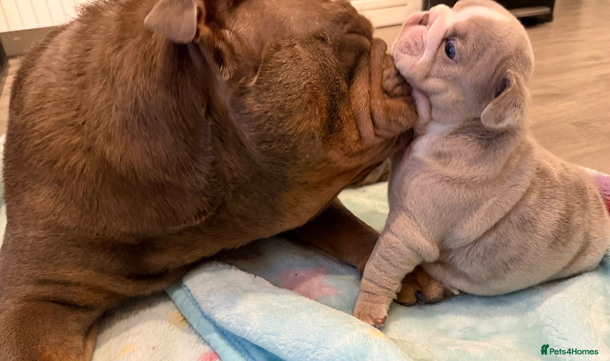 English Bulldog dogs Kc reg Incredible litter health tested Parents  - Advert 1