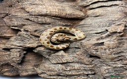 Snake reptiles for sale: Hognose Breeding Pair and Babies - Image 14
