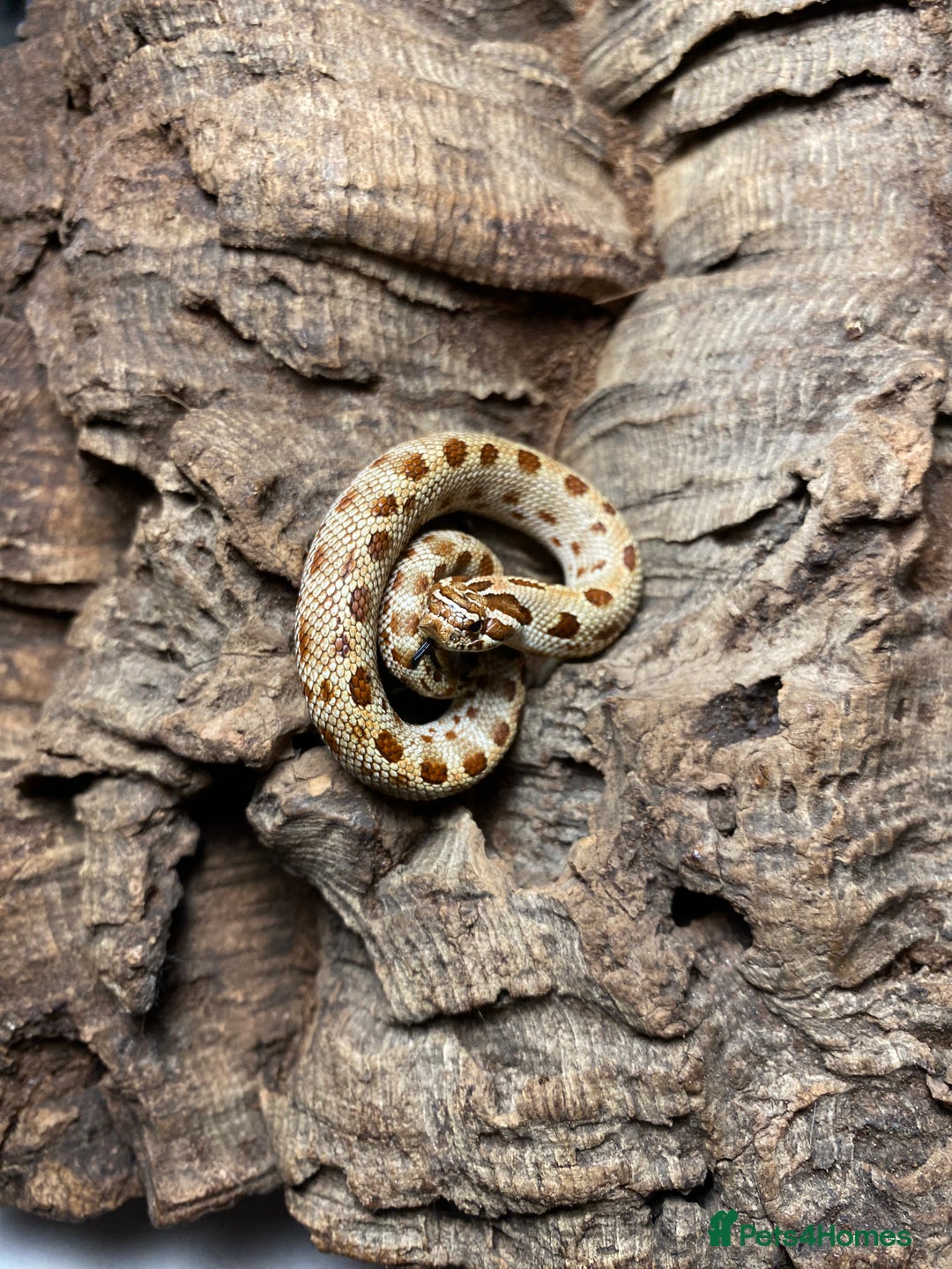 Snake reptiles for sale: Hognose Breeding Pair and Babies - Image 14