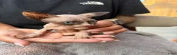 Sphynx cats for sale: Price reduced Tica registered Sphynx kitten - Advert 12