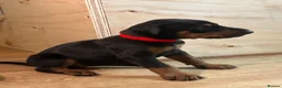 Dobermann dogs for sale: KC registered Doberman puppies  in Doncaster - Advert 4