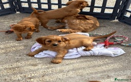 Cockalier dogs for sale: Gorgeous Cockalier Puppies… - Image 12