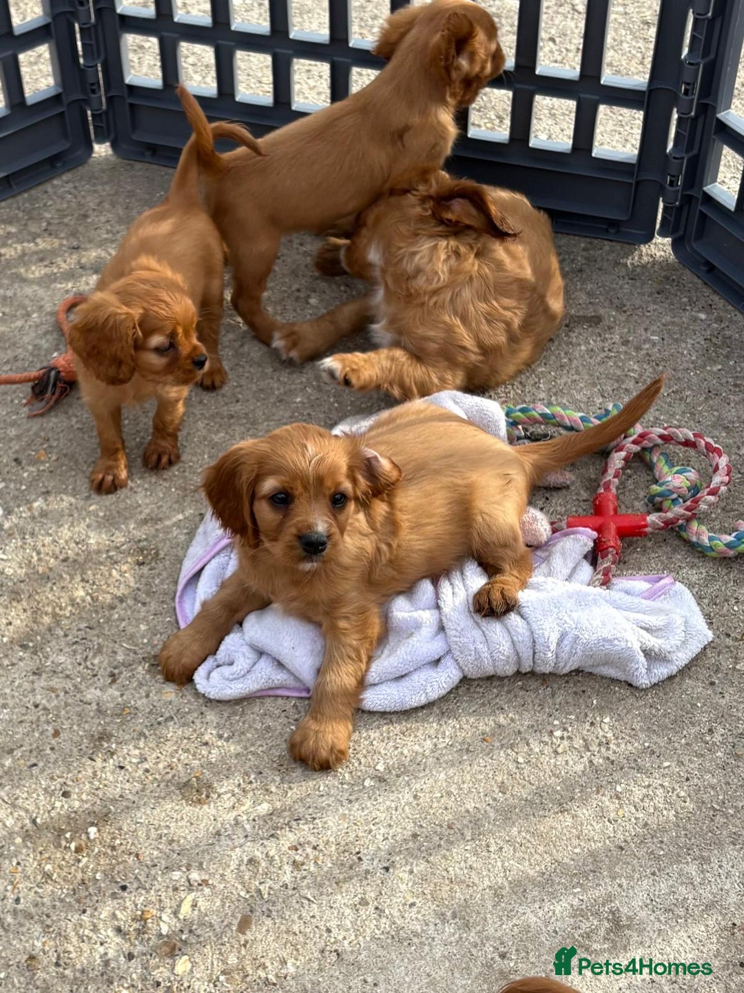 Cockalier dogs for sale: Gorgeous Cockalier Puppies… - Image 12