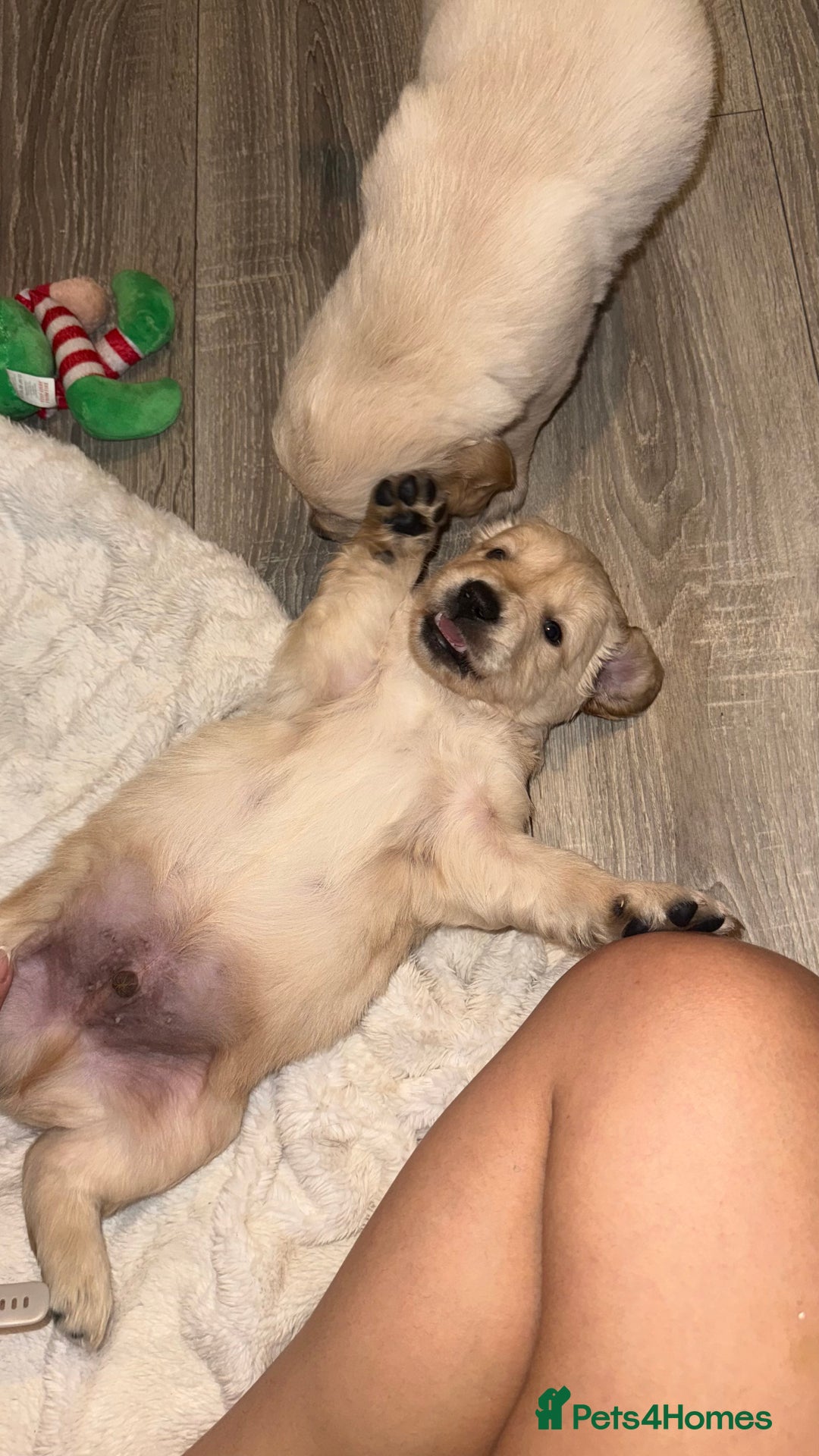 Golden Retriever dogs for sale: Lovely golden retriever puppies 🐶🐾♥️ - Advert 6