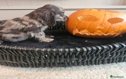 Cocker Spaniel dogs for sale: Working type cocker spaniels. Merle and Roan - Image 2