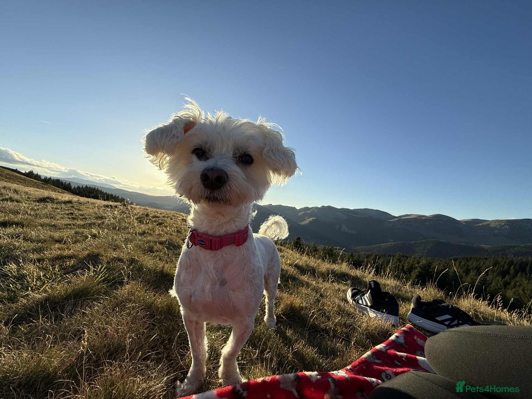 Maltese dogs for stud: Maltese For Stud - Advert 1