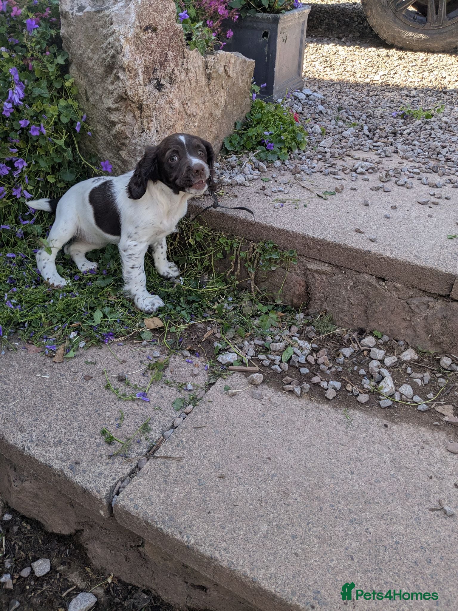 English Springer Spaniel dogs 2 beautiful springer spaniel pups for sale - Advert 2