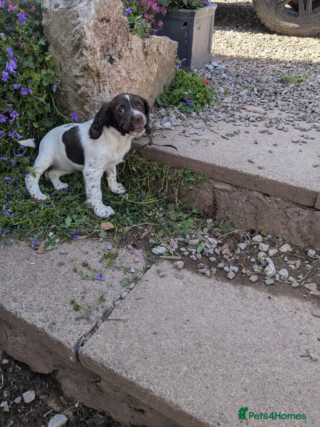 English Springer Spaniel dogs for sale: 2 beautiful springer spaniel pups for sale in Minehead - Advert 2