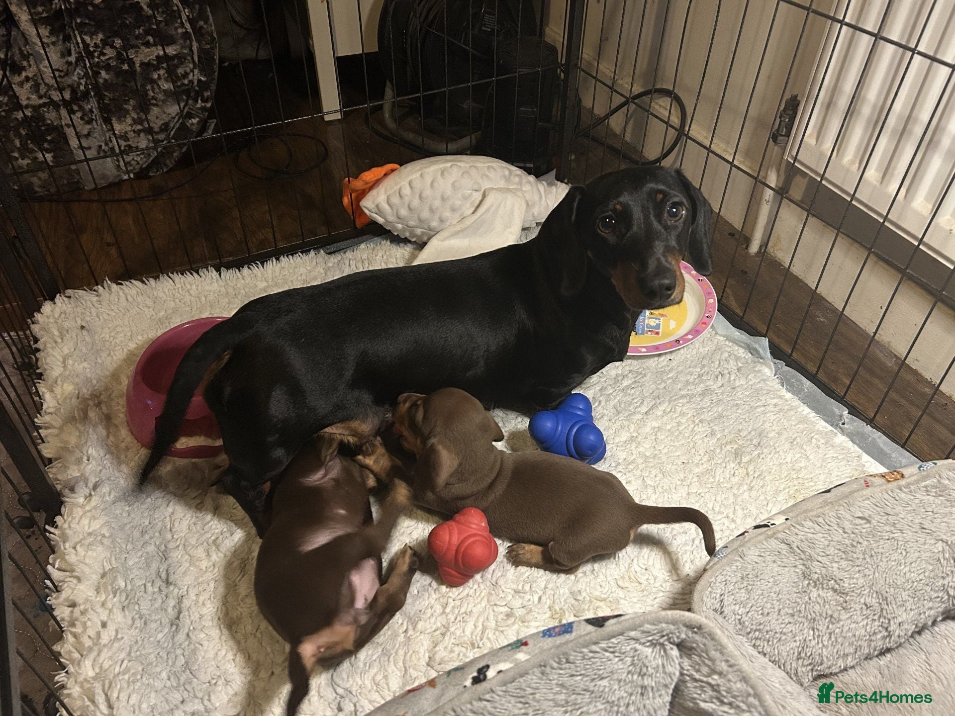 Dachshund dogs Stunning mini Dacshund puppies - Advert 1