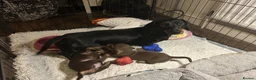 Dachshund dogs for sale: Stunning mini Dacshund puppies - Advert 1