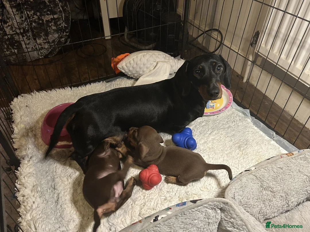 Dachshund dogs for sale: Stunning mini Dacshund puppies - Advert 1