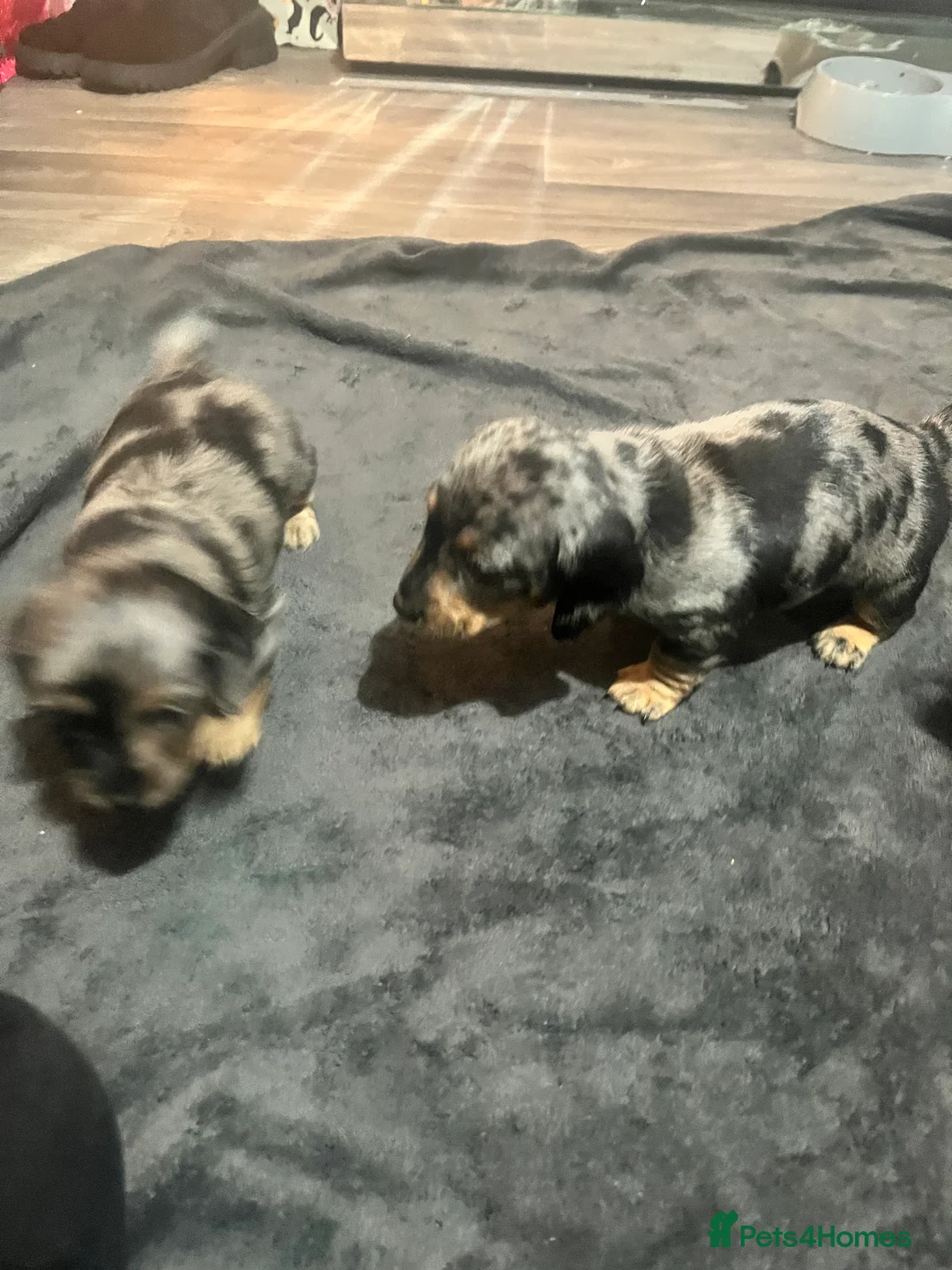 Miniature Dachshund dogs for sale: Minature Dachshunds  - Advert 9