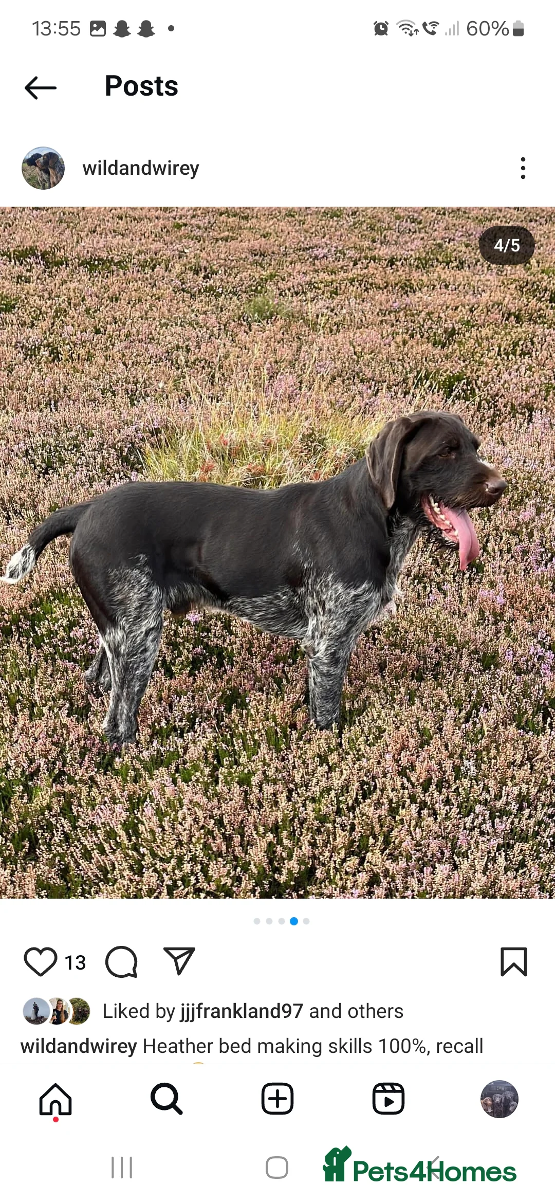 German Wirehaired Pointer dogs for stud: KC reg Experienced proven. Exceptional Hip scores in Whitby - Advert 5