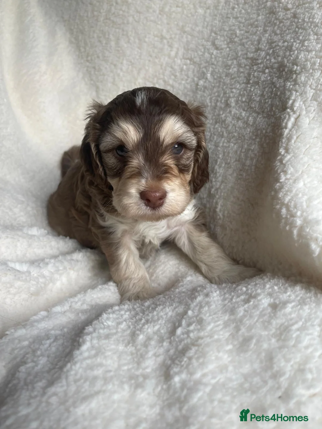 Cockapoo dogs for sale: Cockapoo puppies  - Advert 3