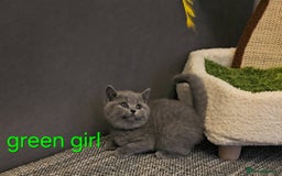 British Shorthair cats for sale: British Blue Shorthair kittens, GCCF pedigree - Image 31