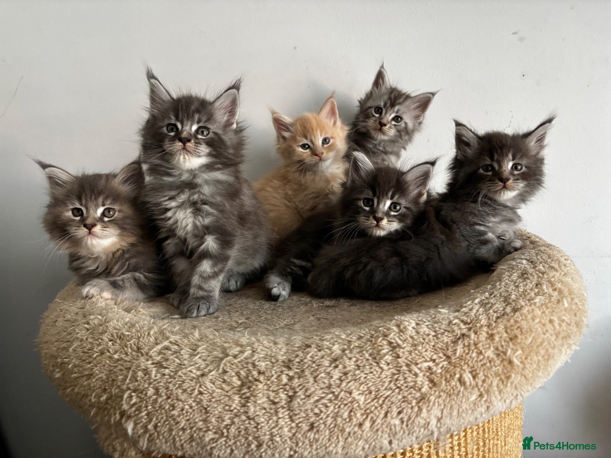 Maine Coon cats Majestic Maine Coon Kittens  - Advert 1