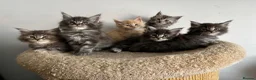 Maine Coon cats for sale: Majestic Maine Coon Kittens  - Advert 4