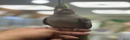 Cockatiels birds for sale: Cocktails parakeet  - Advert 7
