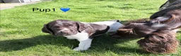 Cocker Spaniel dogs for sale: Cocker Spaniel puppies  in Orkney - Advert 21