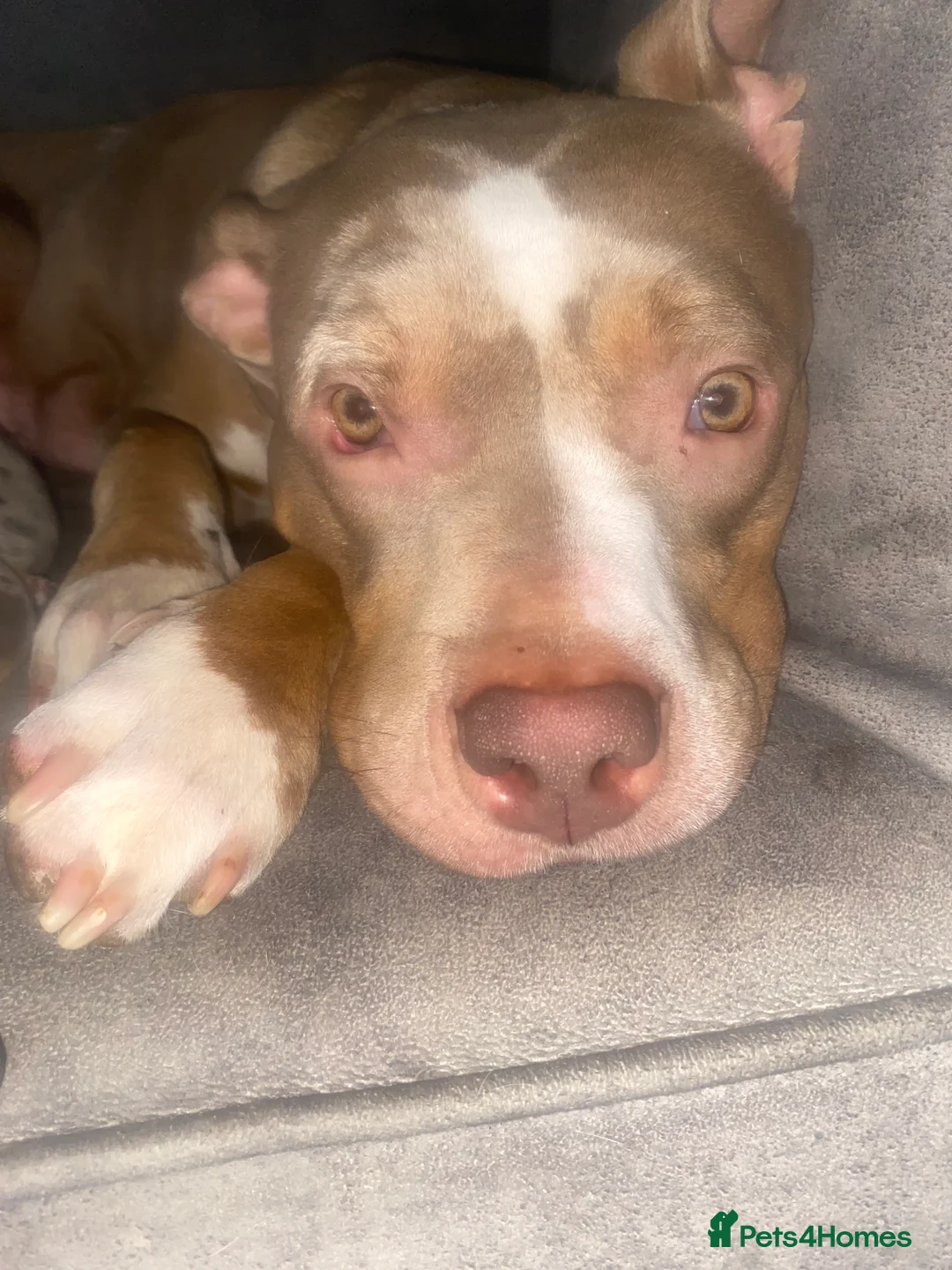 Mixed Breed dogs for sale: Super adorable puppies  - Advert 2