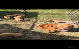 Golden Retriever dogs for sale: Beautiful Health Tested Puppies  - Image 10