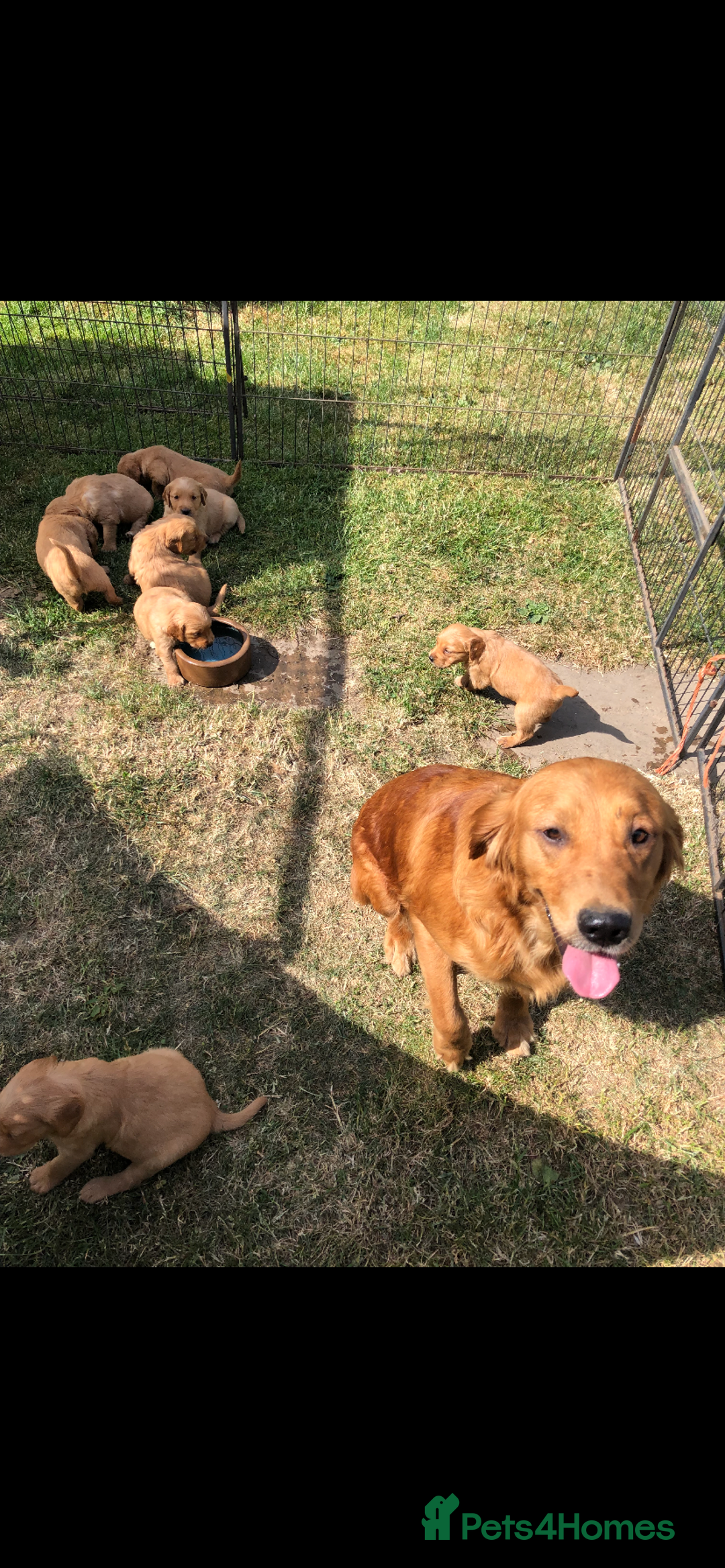 Golden Retriever dogs for sale: Beautiful Health Tested Puppies  - Image 10