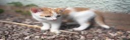 European cats for sale: Beautiful colourful kittens - Advert 11