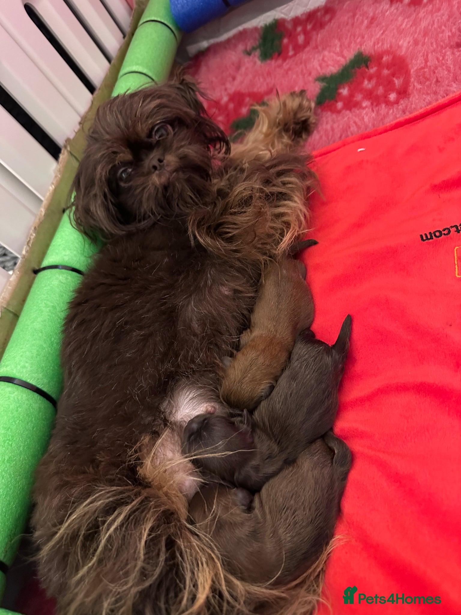 Shih Tzu dogs 🍫 Scrumptious Chocolate Drop Imperial Shih Tzu  - Advert 7