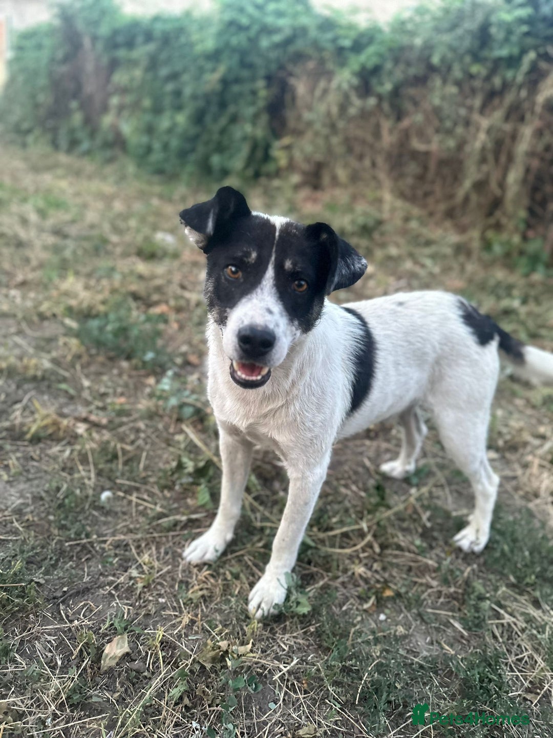Mixed Breed dogs for adoption: PATROCLE – a Lovely boy for a Loving Home - Image 19