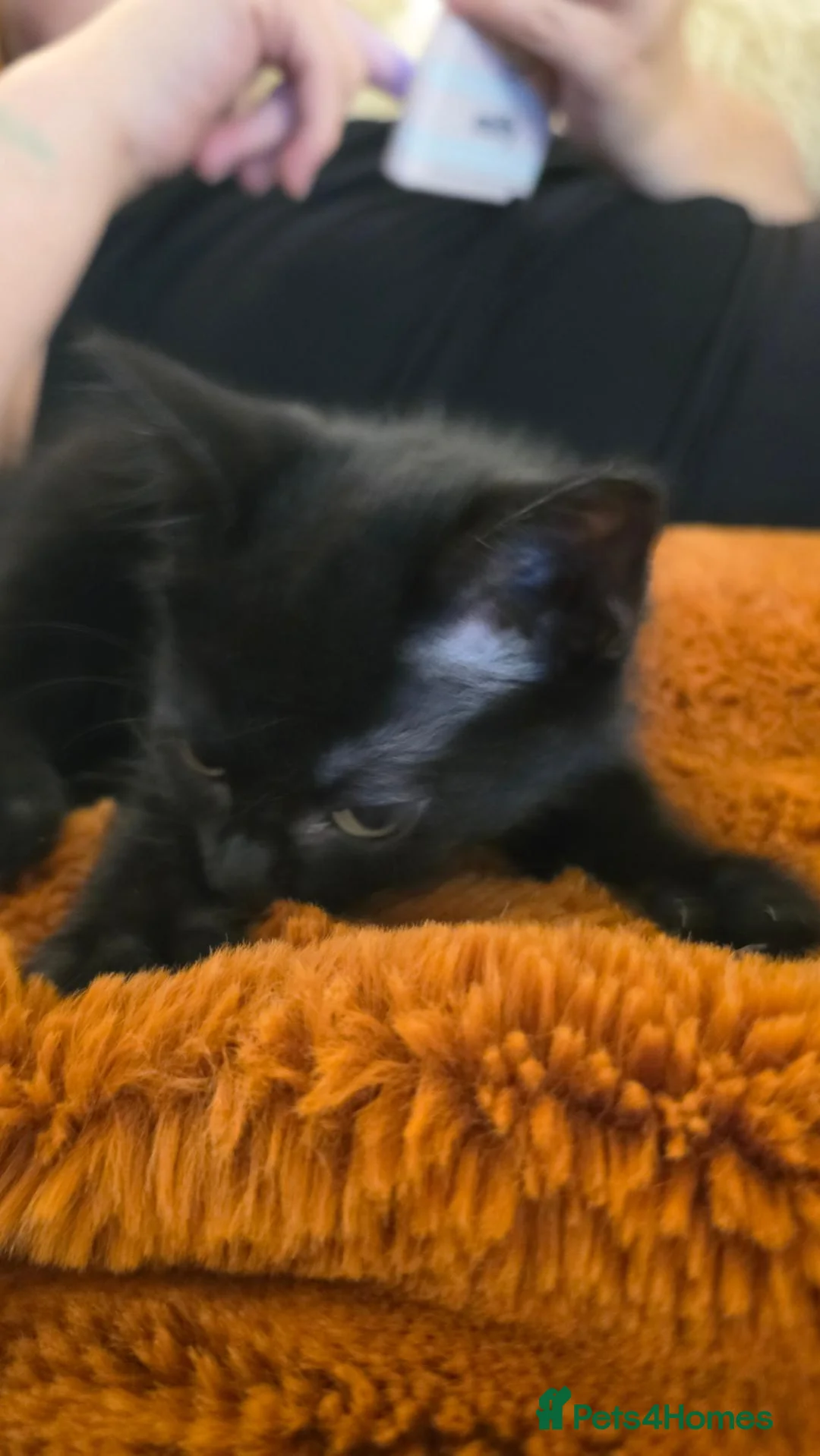 Mixed Breed cats for sale: Fluffy Black Kitten - Advert 11