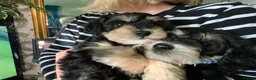 Schnoodle dogs for sale: Happy confident Schnoodle puppies  - Advert 27