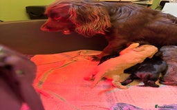 Cocker Spaniel dogs for sale: Gorgeous cocker spaniel ( working type) - Advert 6