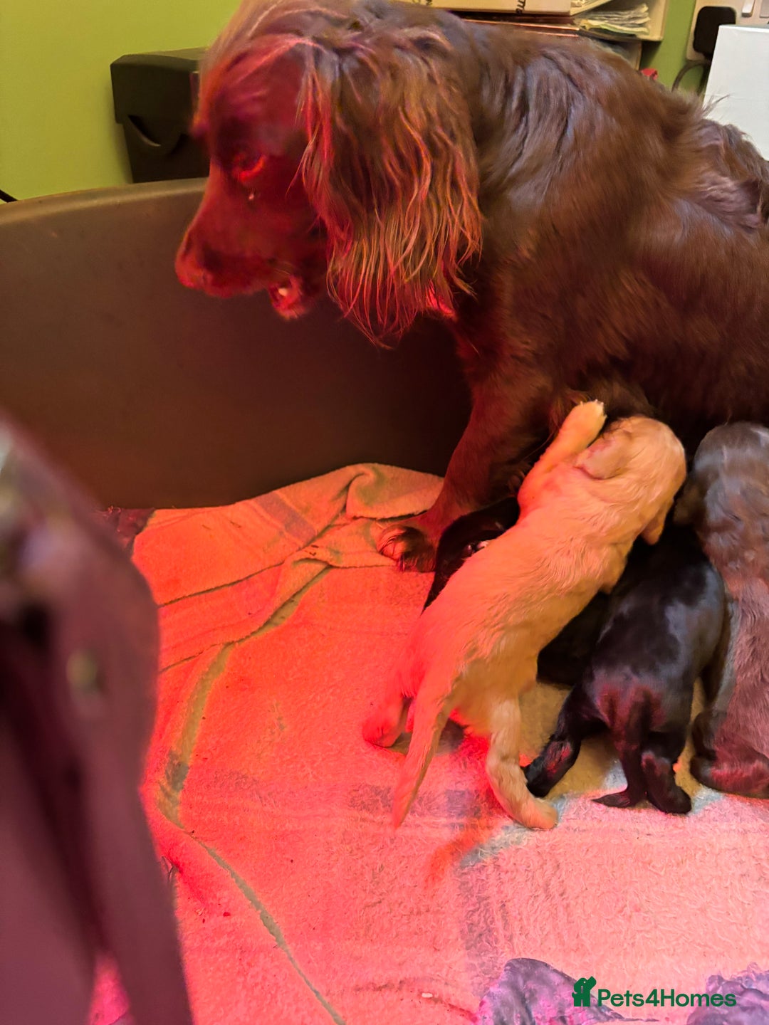 Cocker Spaniel dogs for sale: Gorgeous cocker spaniel ( working type) - Advert 6