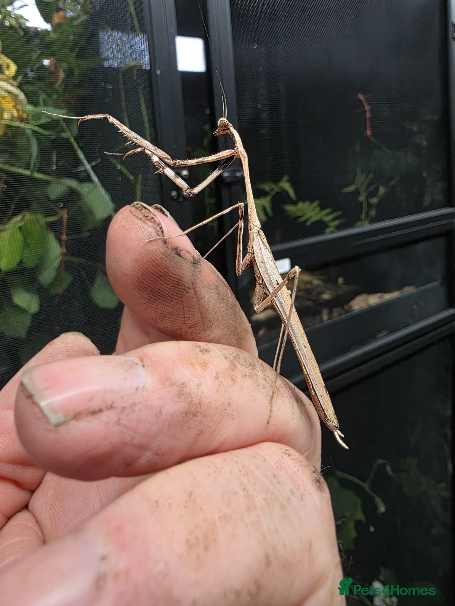 Praying Mantis invertebrates 4 X Large Peacock Mantis £25 + £5 postage  - Advert 1