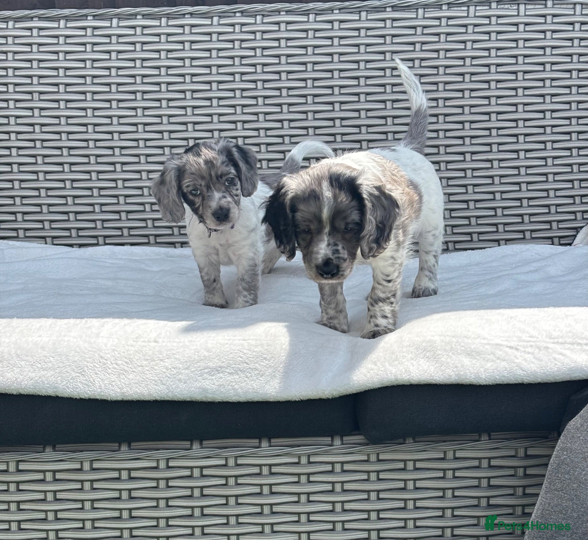 Mixed Breed dogs Ready now ❤️ 2 girls left ❤️  - Advert 2