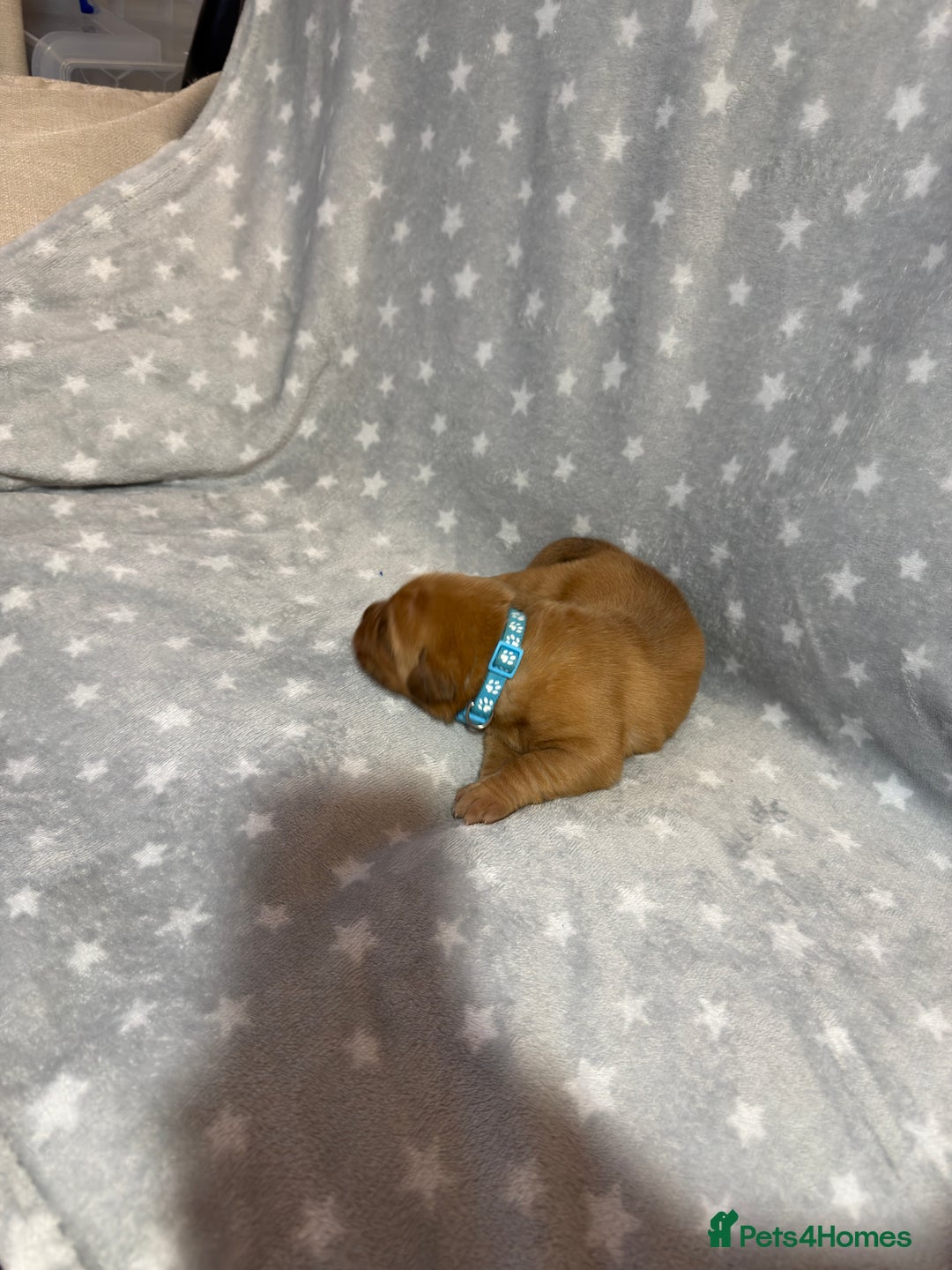 Dogue De Bordeaux dogs for sale: Beautiful Dogue De Bordeaux Puppies - Advert 27